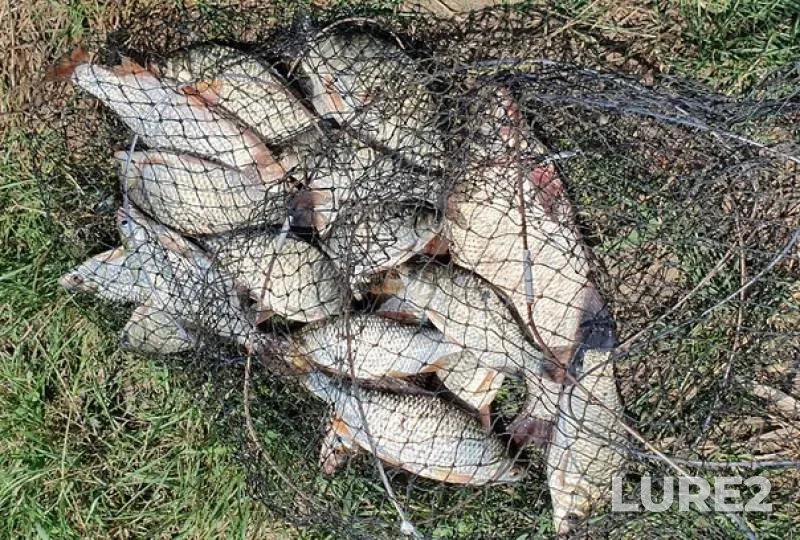Bream, Crucian carp — Yegorlyk, Jul 23, 2019