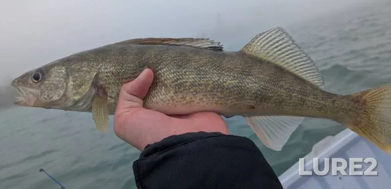 Walleye — South Branch Ecorse River, Apr 13, 2014, 8:56 AM