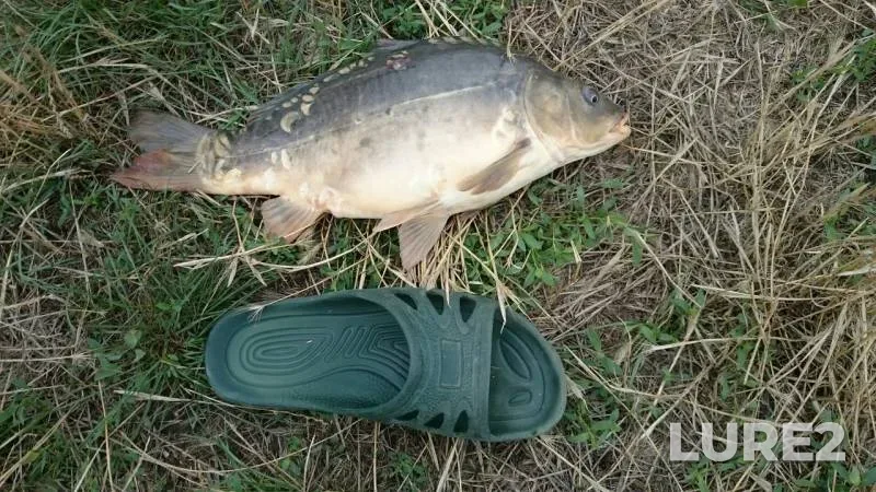 Carp — Chernikov, Jul 23, 2019