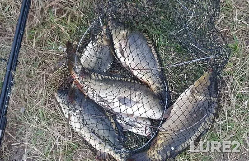 Carp — Stavropolskiy kray, Jul 17, 2019