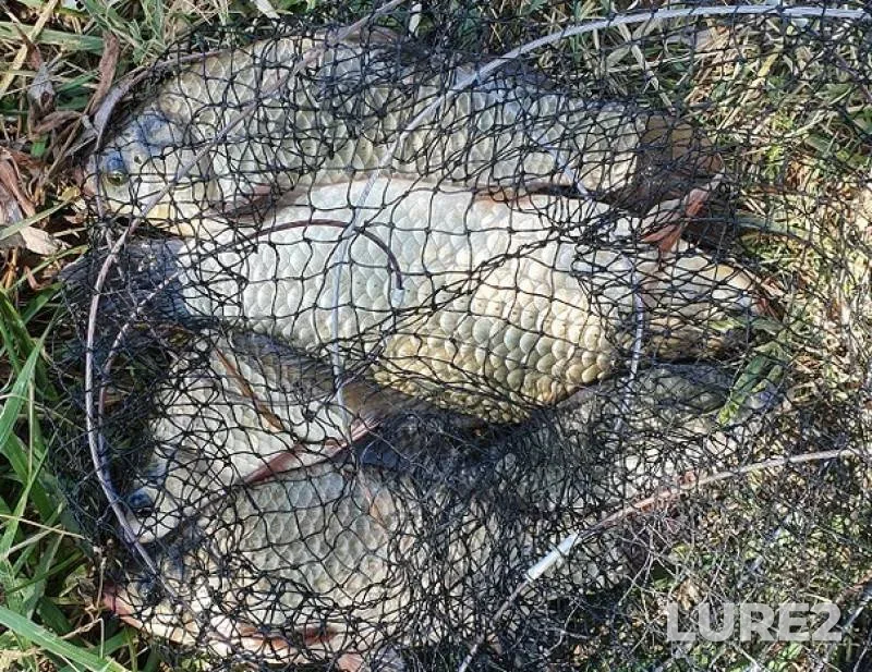 Crucian carp — Mereshor, Jul 10, 2019
