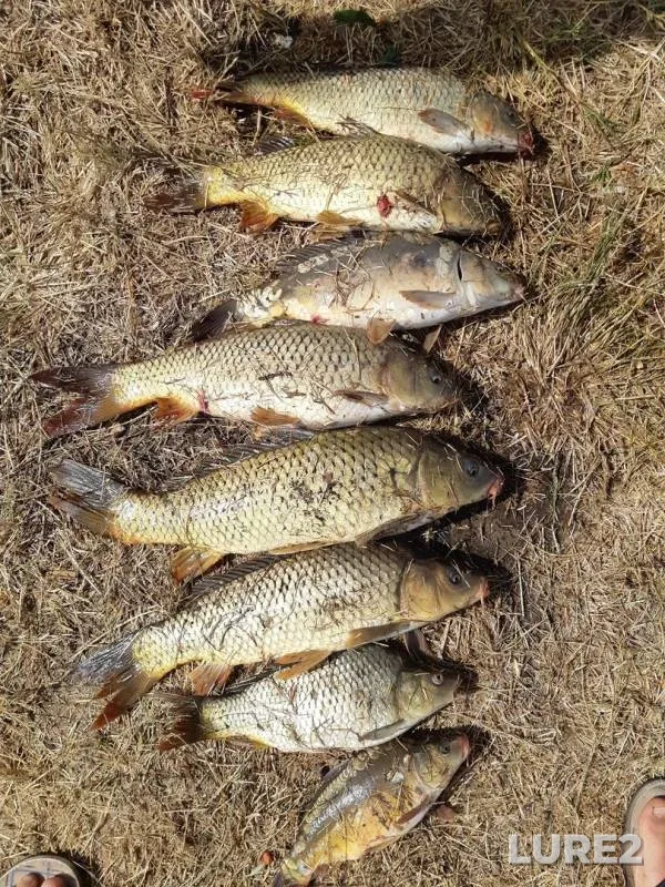 Carp — Beshpagirka, Jun 18, 2019