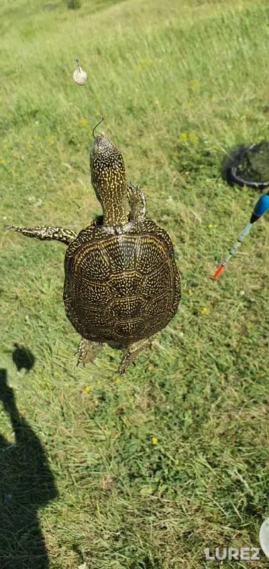 Crucian carp — Lyovkin, Jun 07, 2019