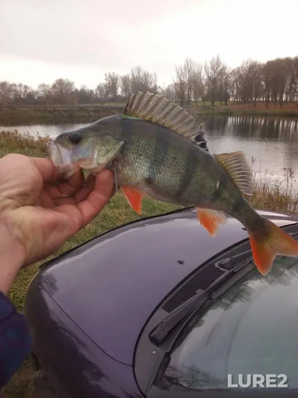 Perch — Vedma, Oct 26, 2019
