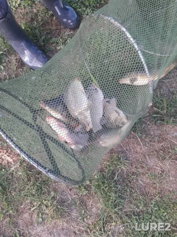 Carp, Crucian carp — Chernikov, Jun 07, 2019