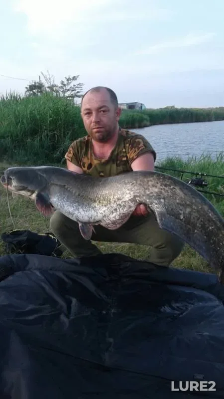 Carp, Wels catfish — Stavropolskiy kray, Jun 05, 2019