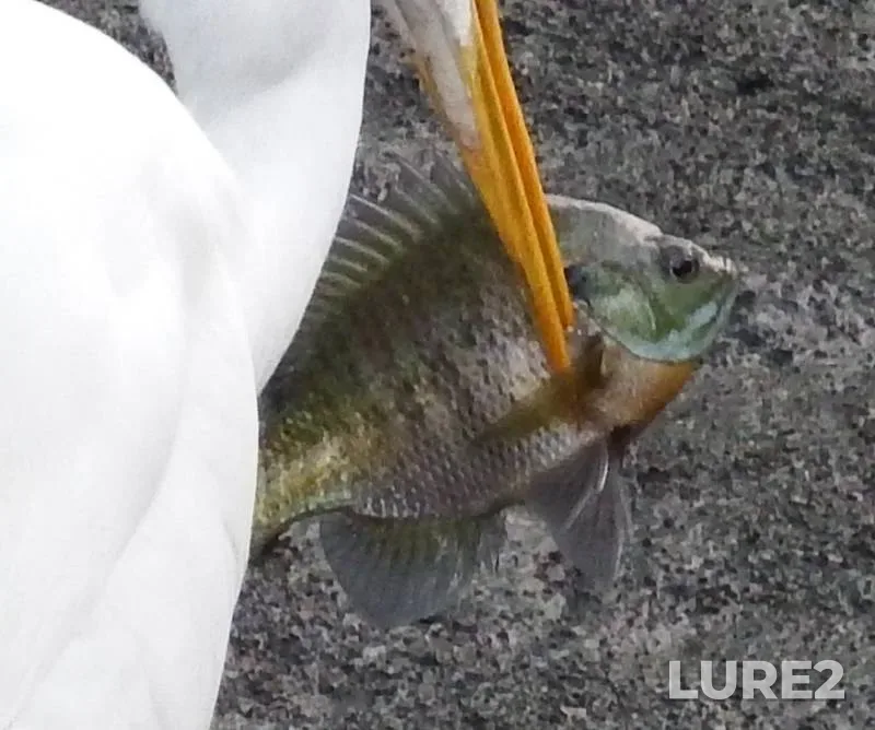 Bluegill — Harlem Meer, Jun 11, 2018