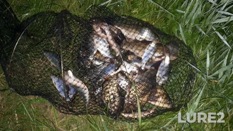 Crucian carp, Roach — Stavropolskiy kray, May 25, 2019