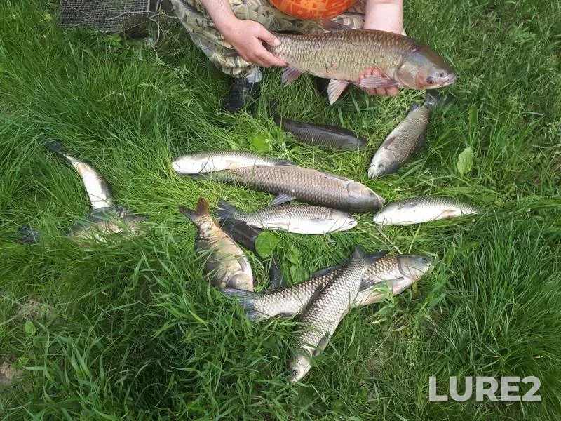 Carp — Lyovkin, May 19, 2019