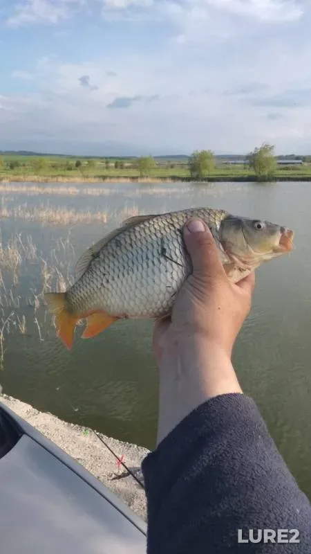 Carp — Stavropolskiy kray, May 11, 2019