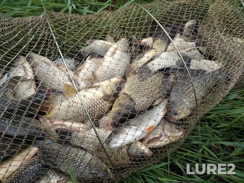 Crucian carp, Perch — Beshpagirka, May 10, 2019