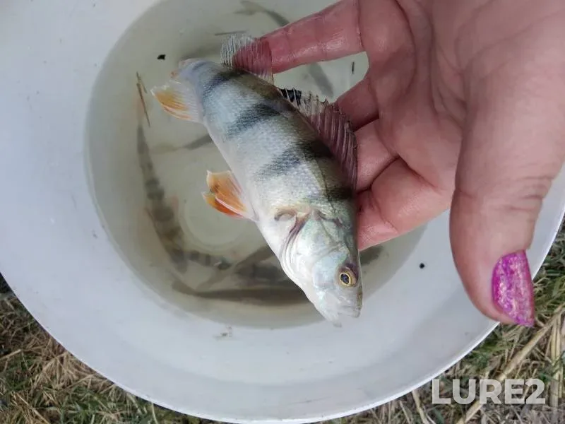 Perch — Yegorlyk, Mar 22, 2019