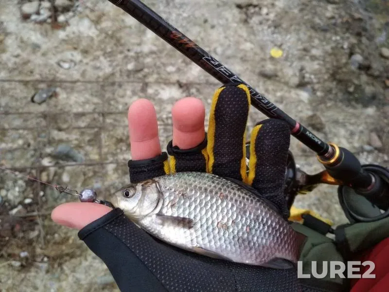 Chub, Crucian carp — Yegorlyk, Mar 02, 2019