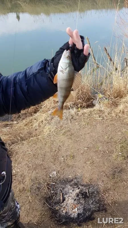 Perch — Yegorlyk, Feb 05, 2019