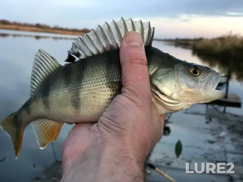 Perch — Malyy Gok, Nov 20, 2018