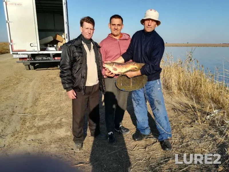 Carp — Buyvola, Nov 04, 2018