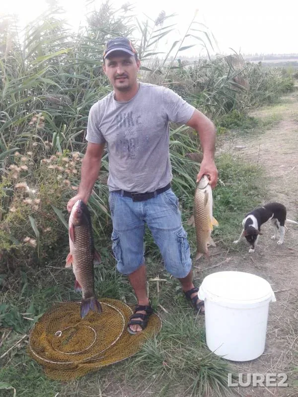 Crucian carp — Malaya Tashla, Sep 01, 2018
