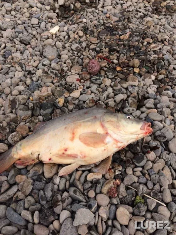 Carp — Buyvola, Aug 16, 2017