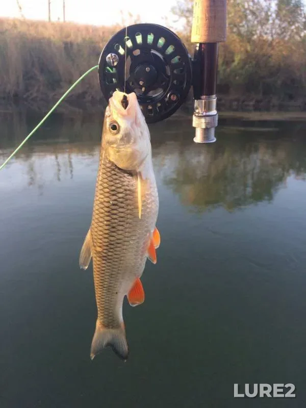 Chub — Yegorlyk, Sep 20, 2017