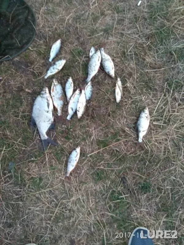 Bream, Roach — Bufernoye, Oct 23, 2017