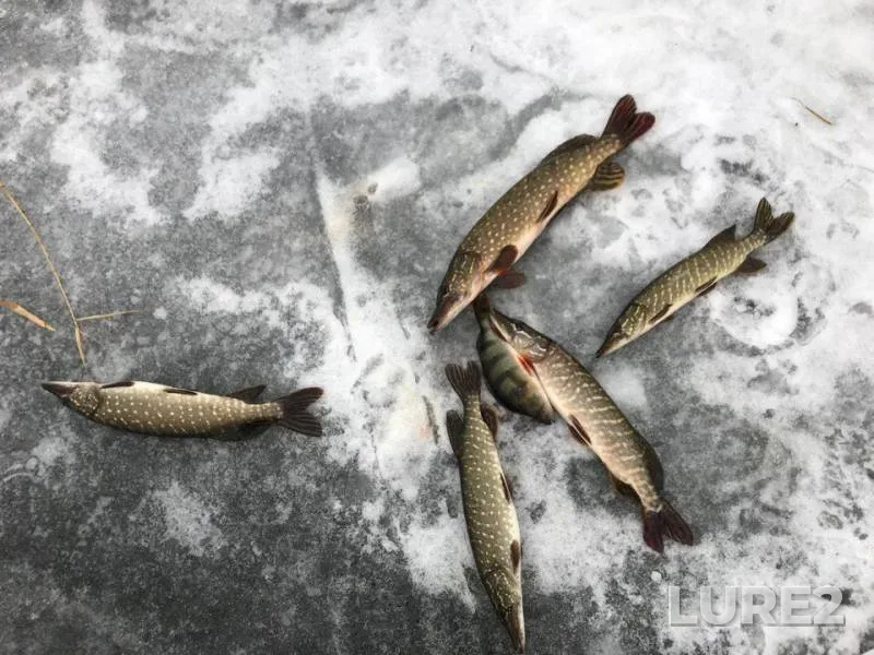 Perch, Pike — Rostovskaya oblast, Jan 21, 2018