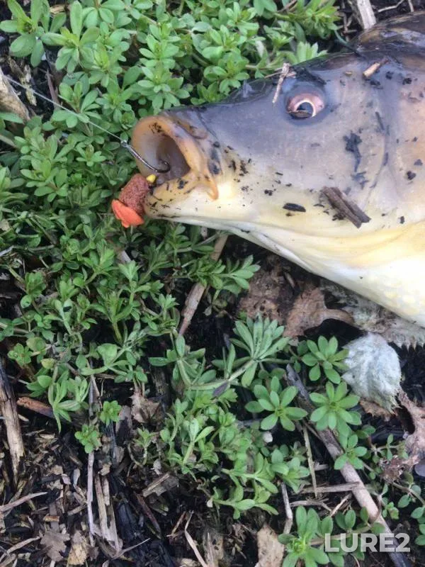 Carp — Stavropolskiy kray, Mar 18, 2018