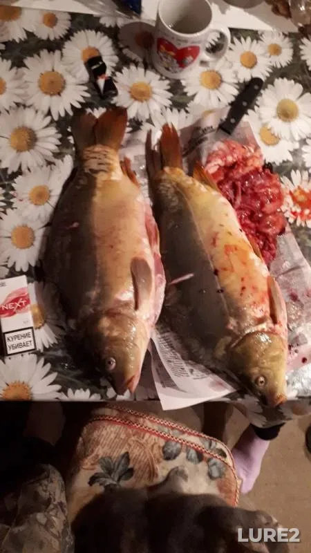 Carp — Malaya Tashla, Apr 10, 2018