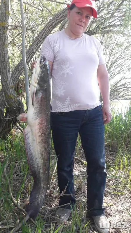 Wels catfish — Yegorlyk, Apr 29, 2018