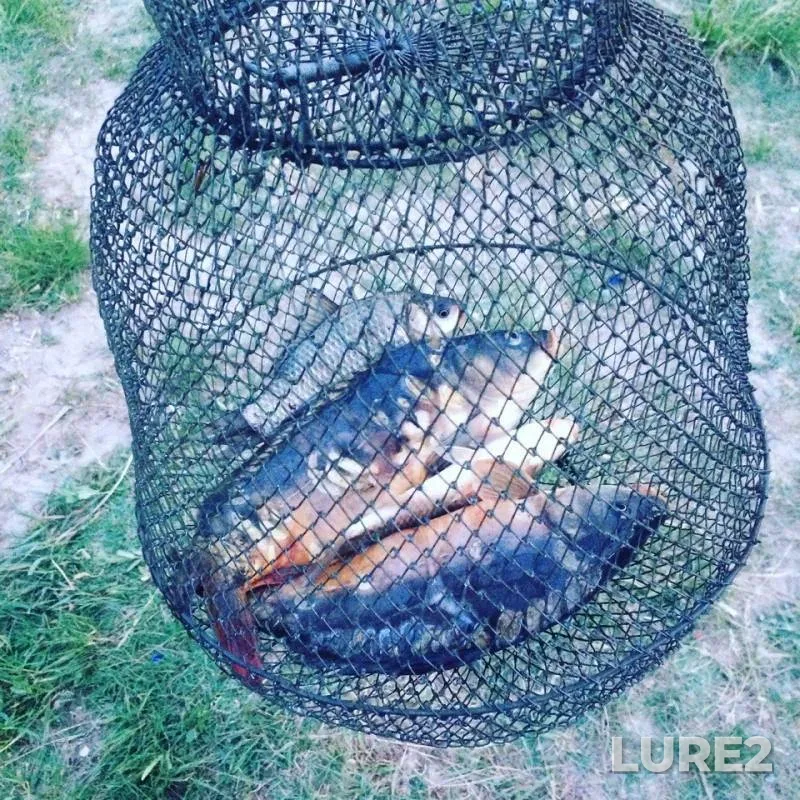 Carp — Stavropolskiy kray, May 20, 2018