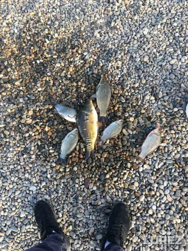 Carp — Chernikov, May 27, 2018
