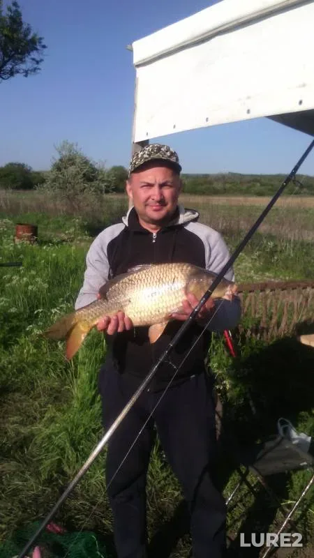 Carp — Malaya Tashla, Jun 21, 2017