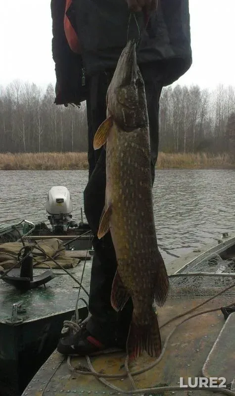 Pike — Chernіgіvska oblast, Feb 22, 2014