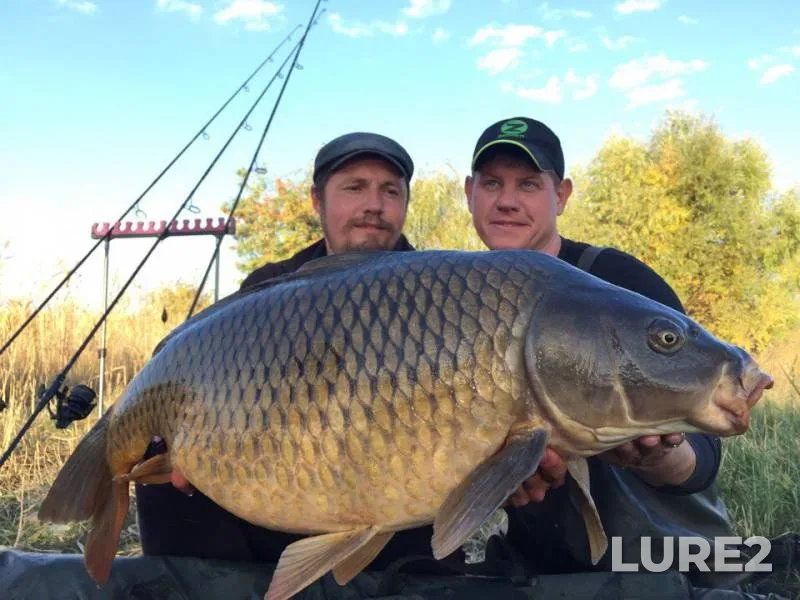 Carp — Donetska oblast, Oct 10, 2017