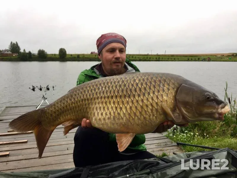 Carp — Vladimirskaya oblast, Sep 07, 2017