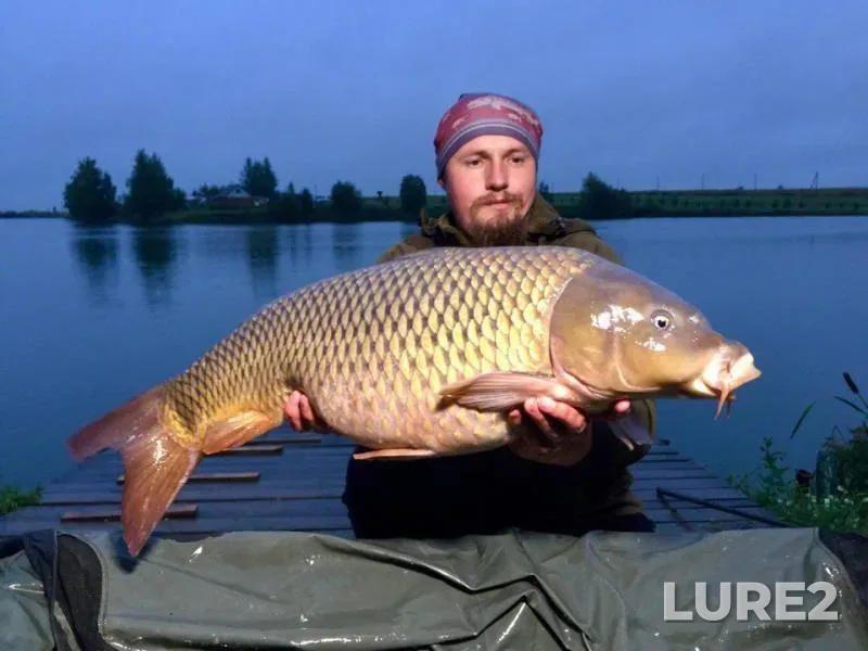Carp — Vladimirskaya oblast, Sep 06, 2017