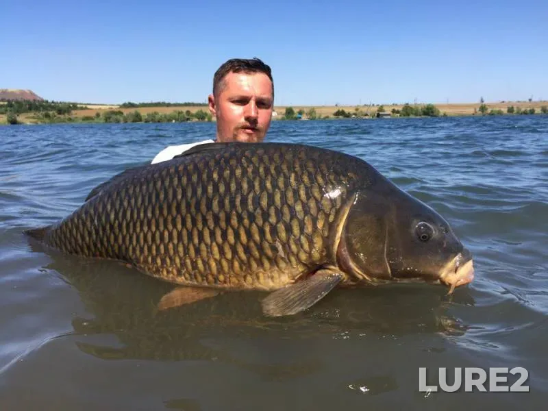 Carp, Grass carp — Donetska oblast, Aug 17, 2017