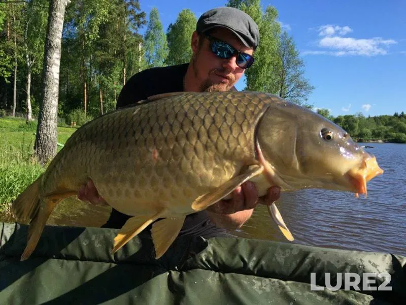 Carp — Smolenskaya oblast, May 27, 2017