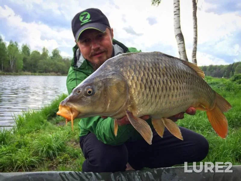 Carp — Smolenskaya oblast, May 25, 2017