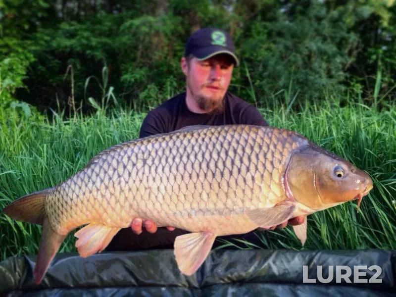 Carp — Krasnodarskiy kray, Korenovskiy rayon, May 13, 2017