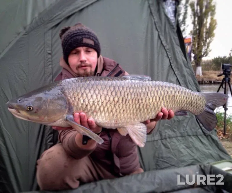 Grass carp — Zuya, Oct 25, 2016