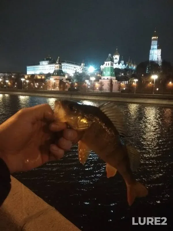 Perch — Moskva, Oct 26, 2019