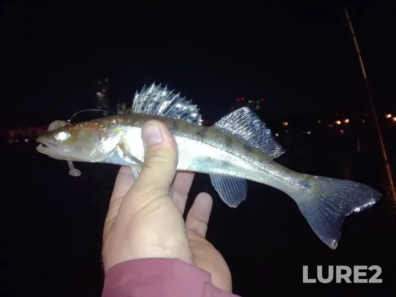 Perch, Zander — Moskva, Oct 16, 2019