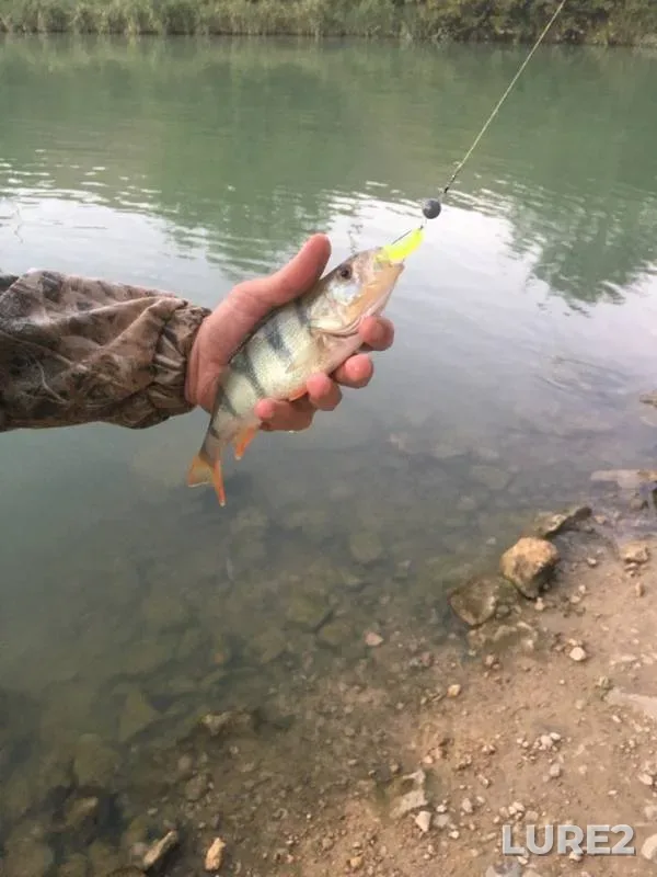 Perch — Yegorlyk, Aug 14, 2018