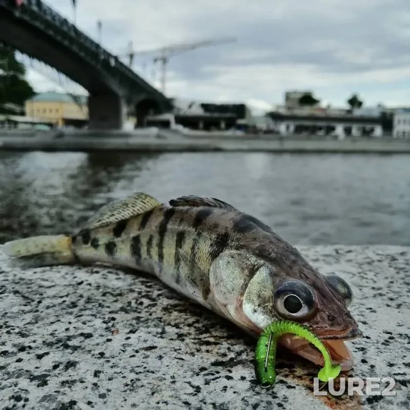 Perch, Zander — Moskva, Jul 14, 2019