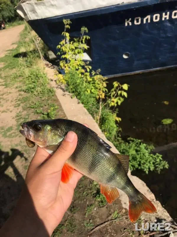 Perch — Yuzhnyy peretochnyy kollektor, Jul 09, 2019