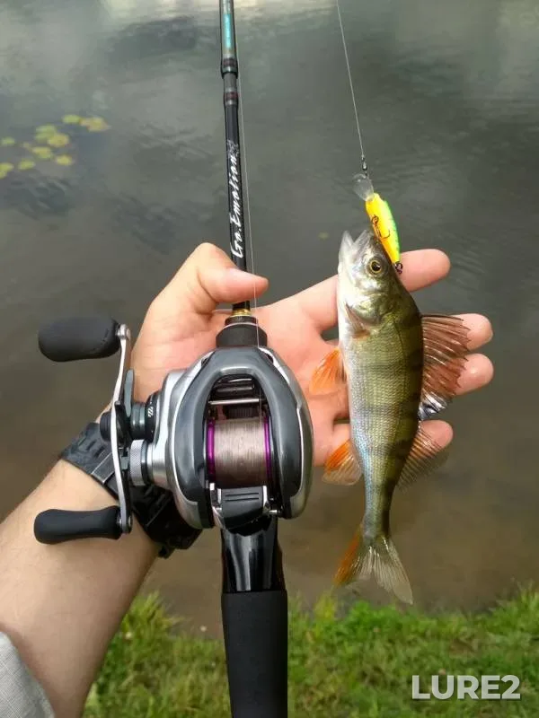 Perch — Churilikha, Jul 18, 2019