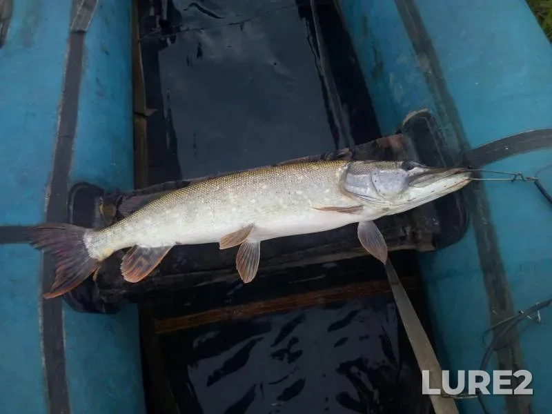Pike — Vedma, Sep 17, 2019