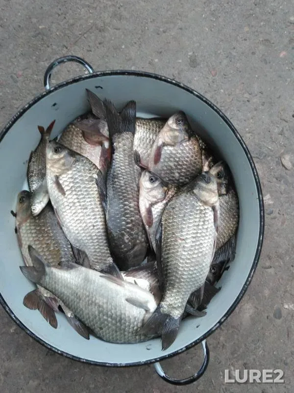 Crucian carp — Stavropolskiy kray, Aug 11, 2018