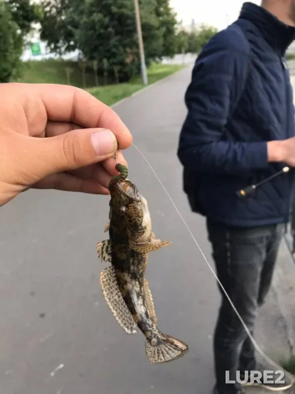 Asp, Perch — Yuzhnyy peretochnyy kollektor, Jul 14, 2019