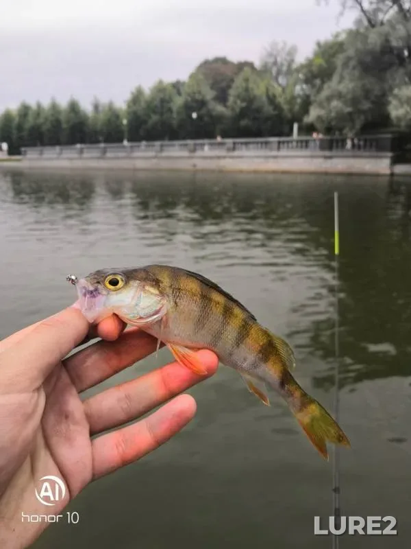 Perch — Golitsinskiye prudy, Jul 23, 2019
